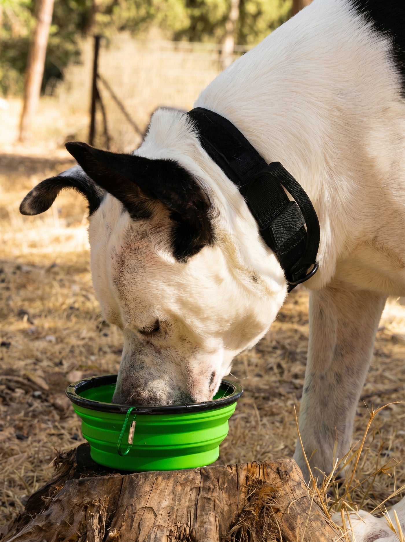 Dog drinking from green foldable travel bowl outdoors – Malpetit