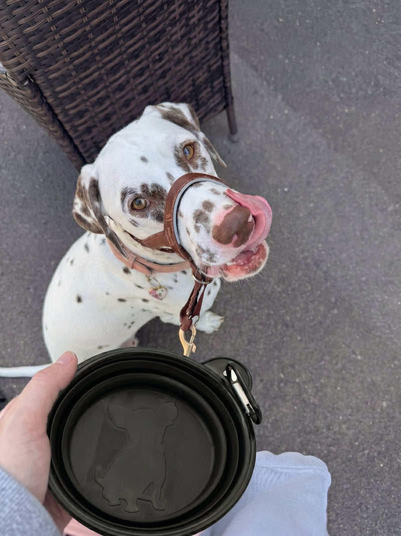 Dalmatian dog with black foldable travel bowl at cafe – Malpetit