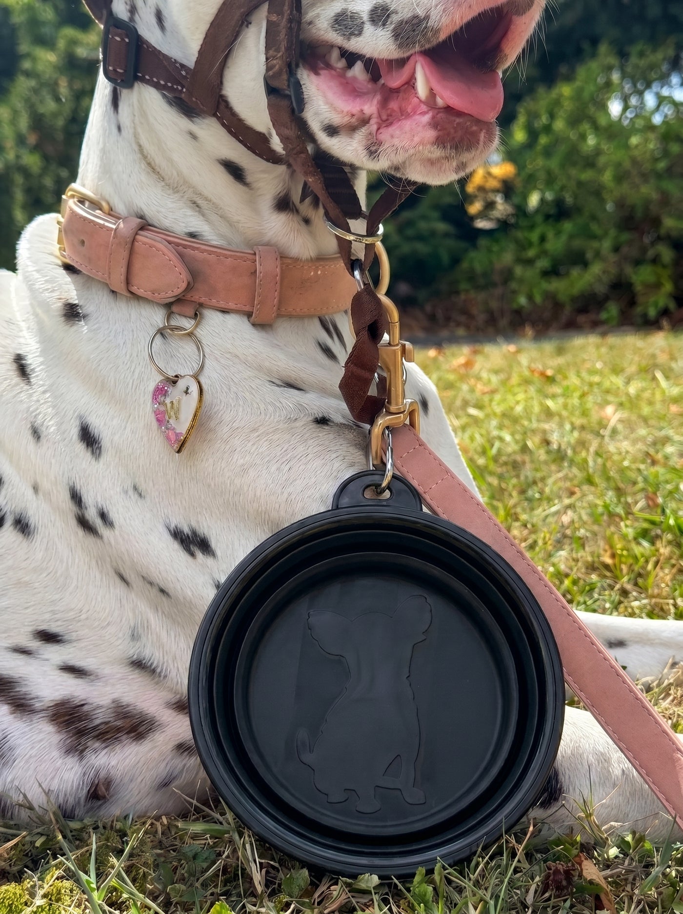 Dalmatian with black foldable travel bowl on grass – Malpetit
