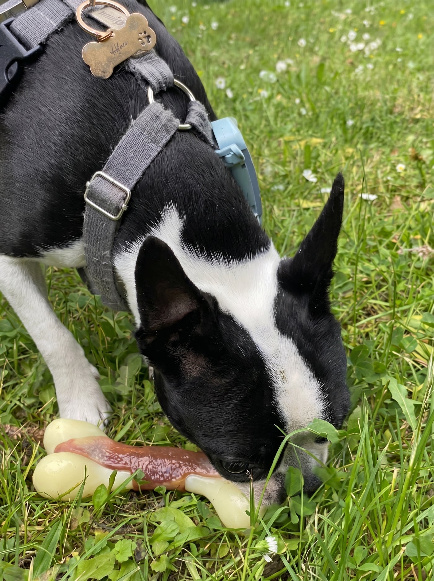 Beef-Scented Bone Chew Dog Toy