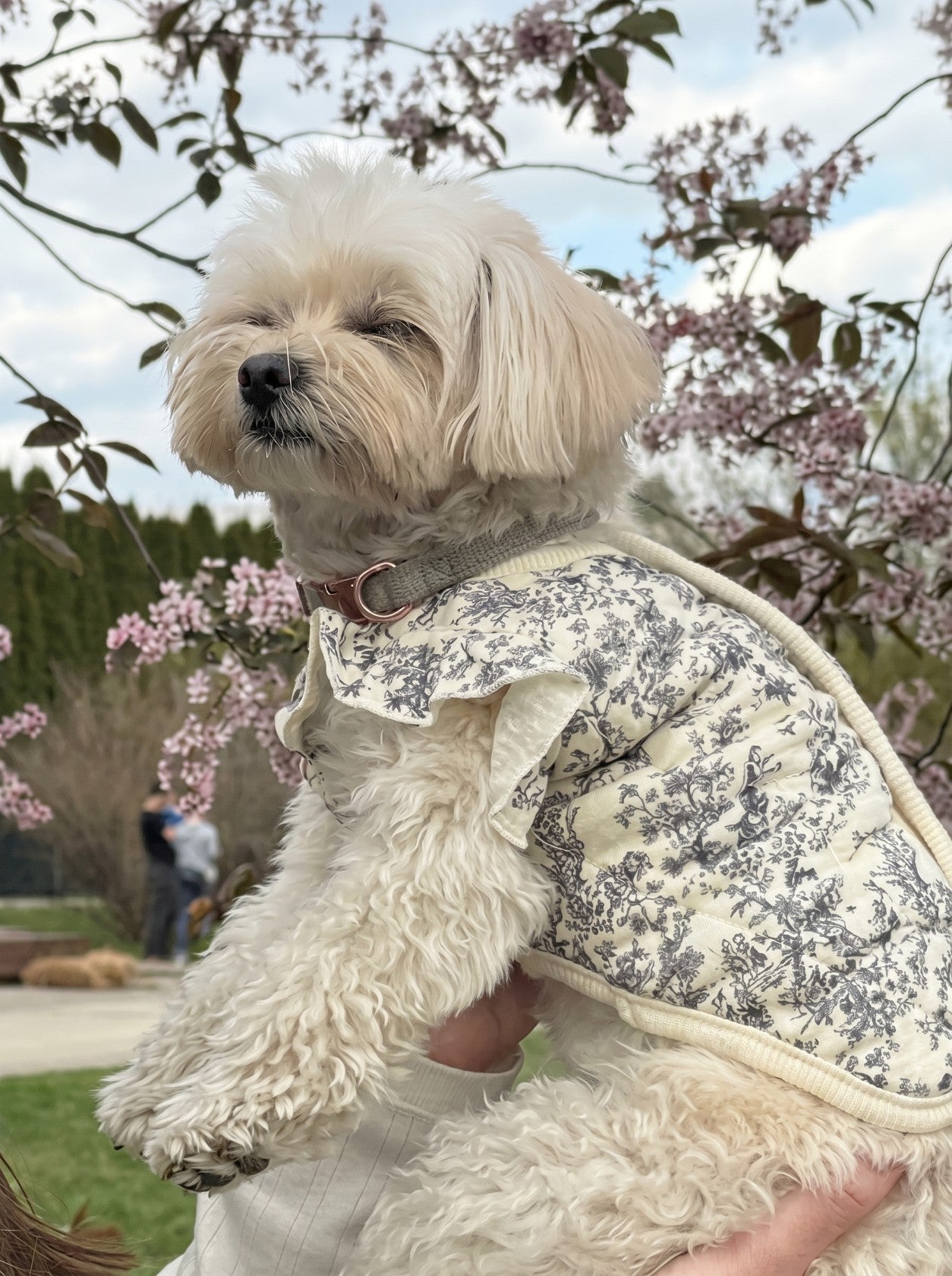 Lady Di dog vest in white on small dog – Malpetit