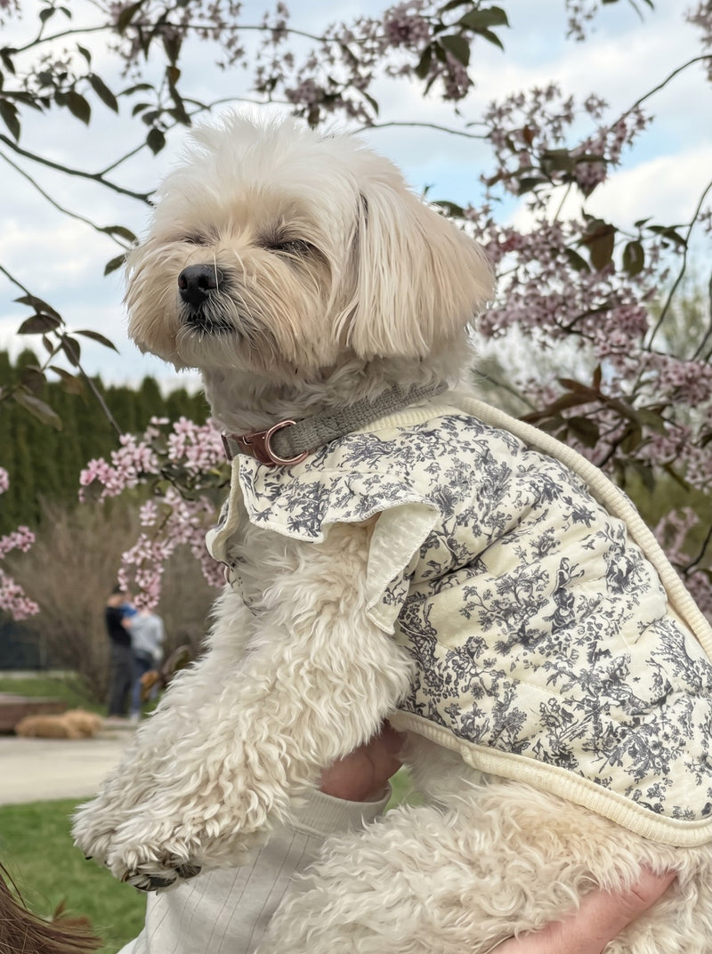 Lady Di dog vest in white on small dog – Malpetit