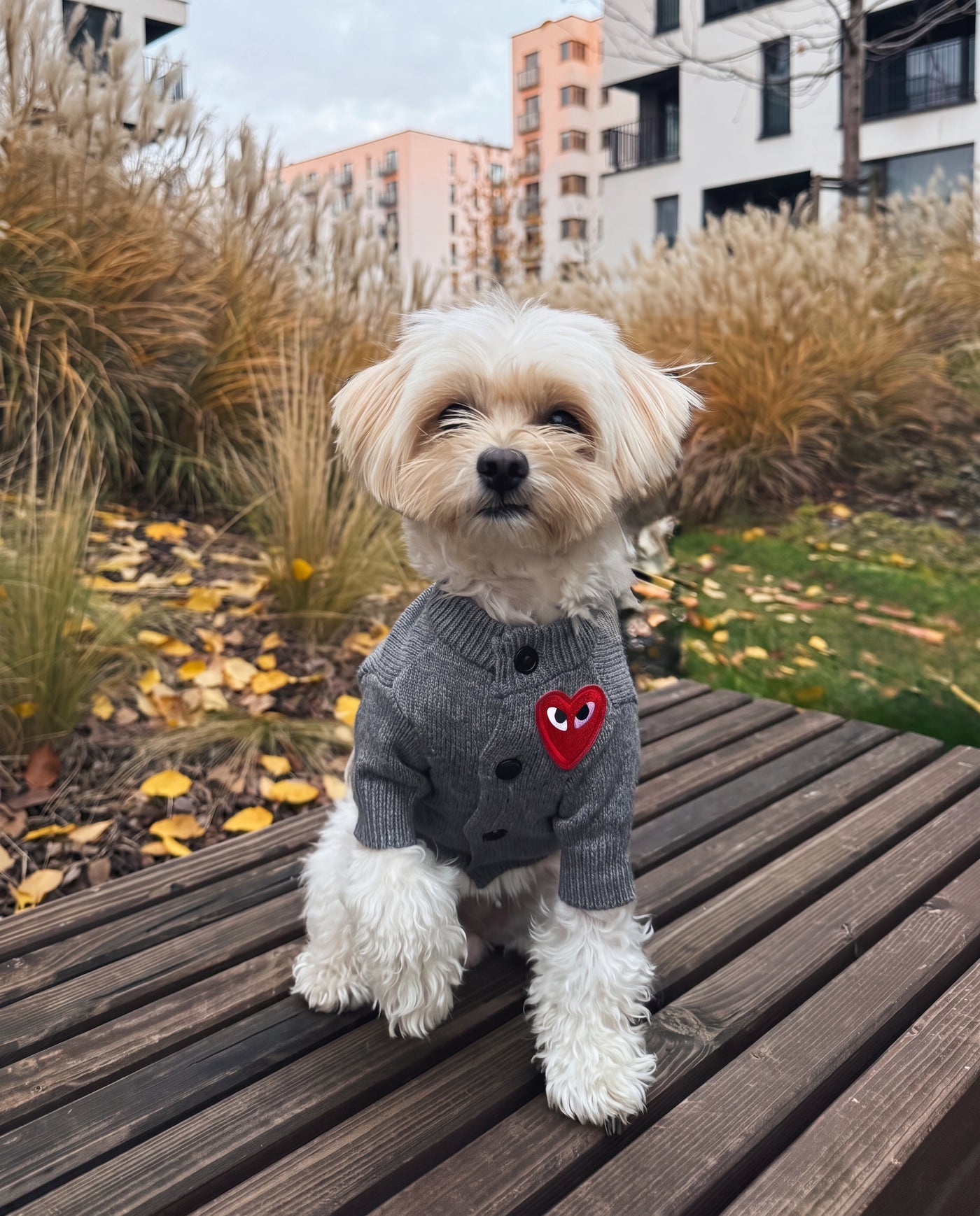 White maltese in heart button dog sweater grey outdoors on deck – Malpetit