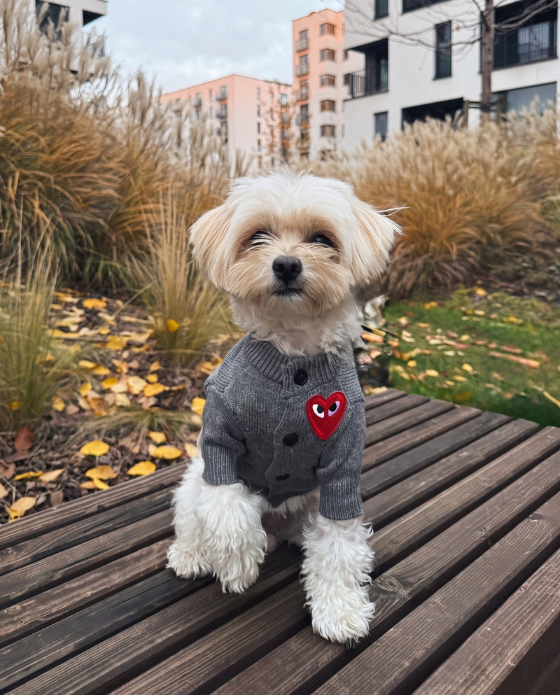White maltese in heart button dog sweater grey outdoors on deck – Malpetit