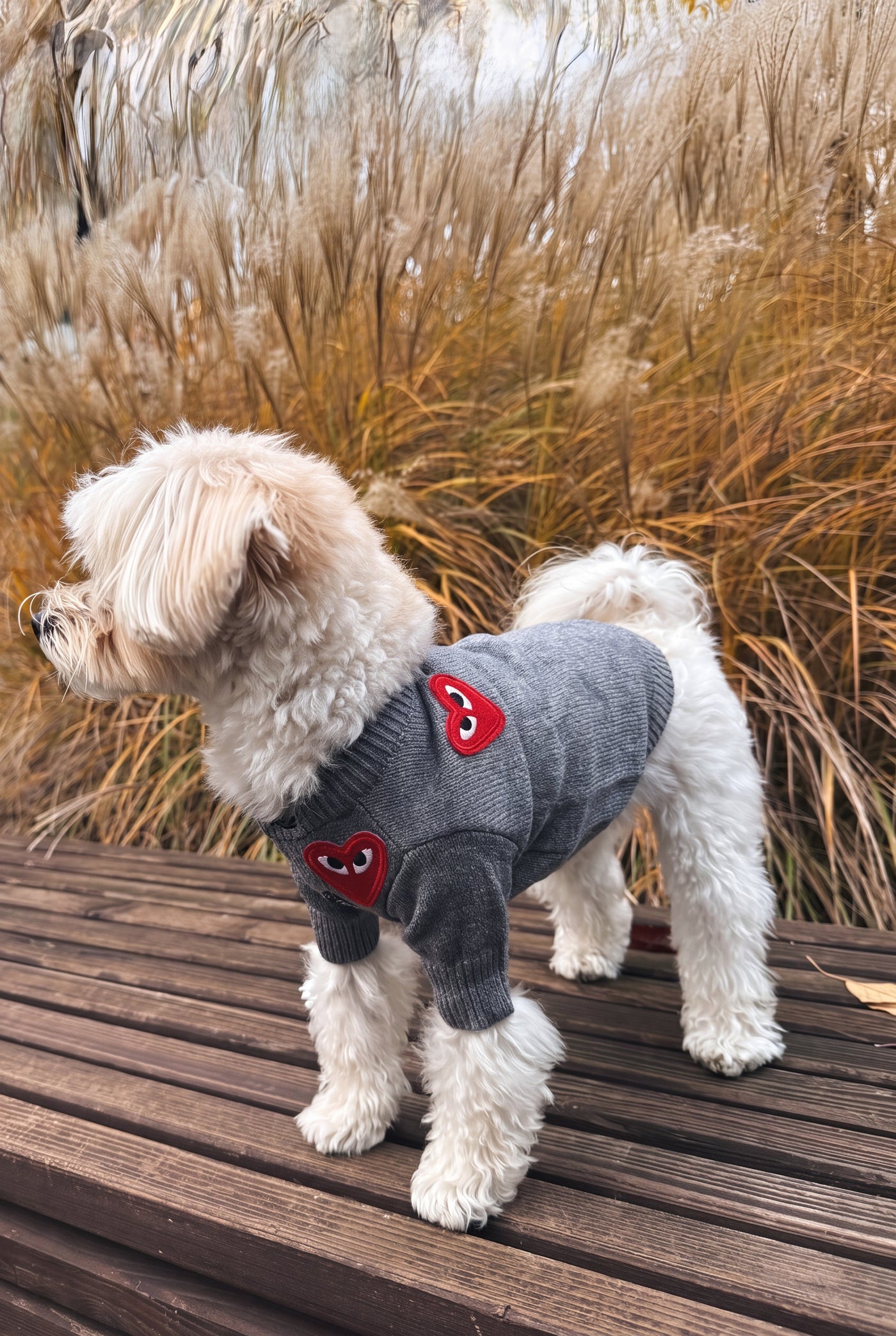 Maltese side view in heart button dog sweater grey outdoors – Malpetit
