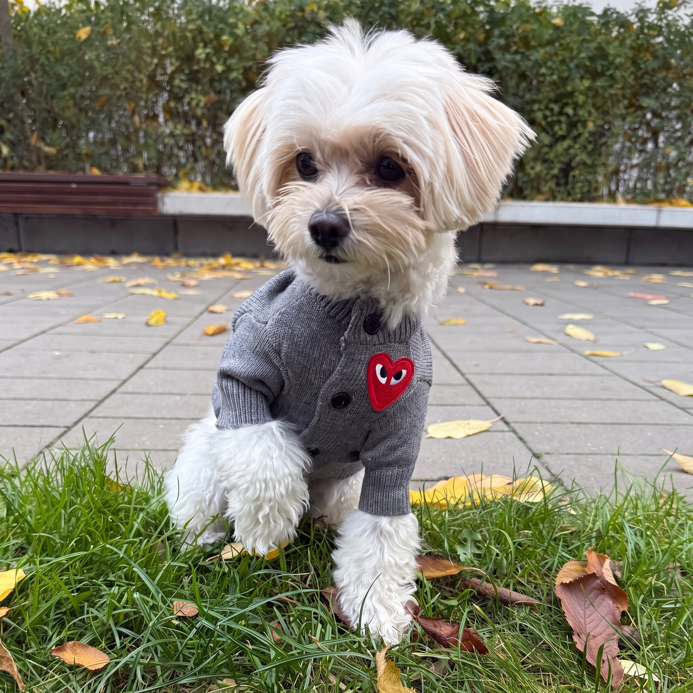Maltese facing camera in heart button dog sweater grey on grass – Malpetit