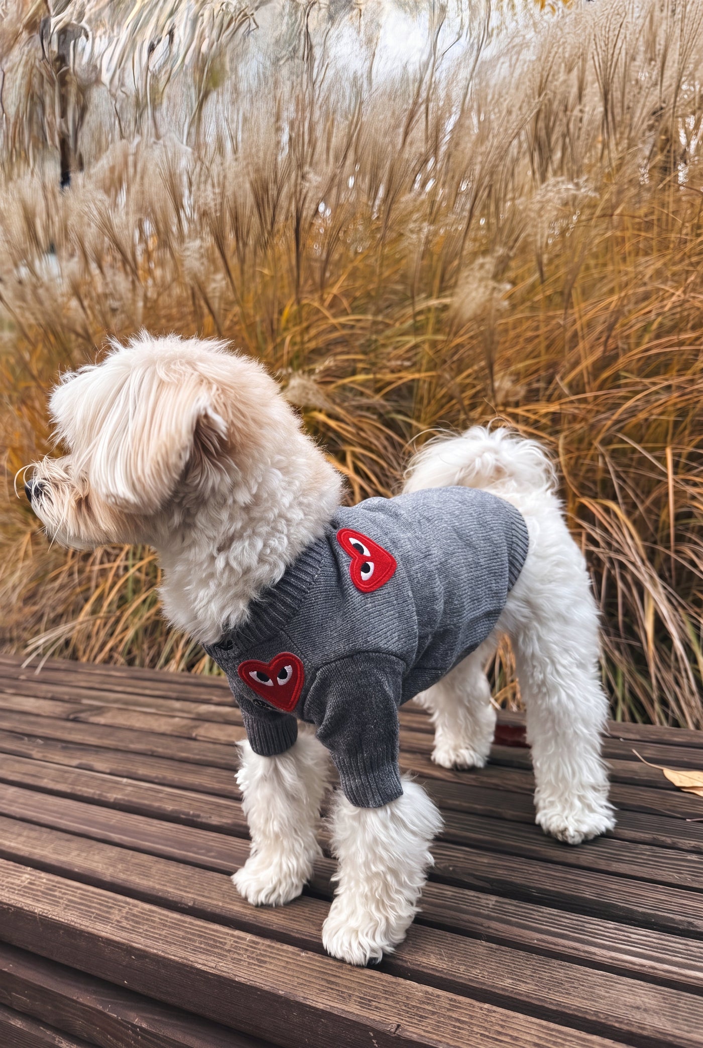 Maltese standing in heart button dog sweater grey with autumn grasses – Malpetit