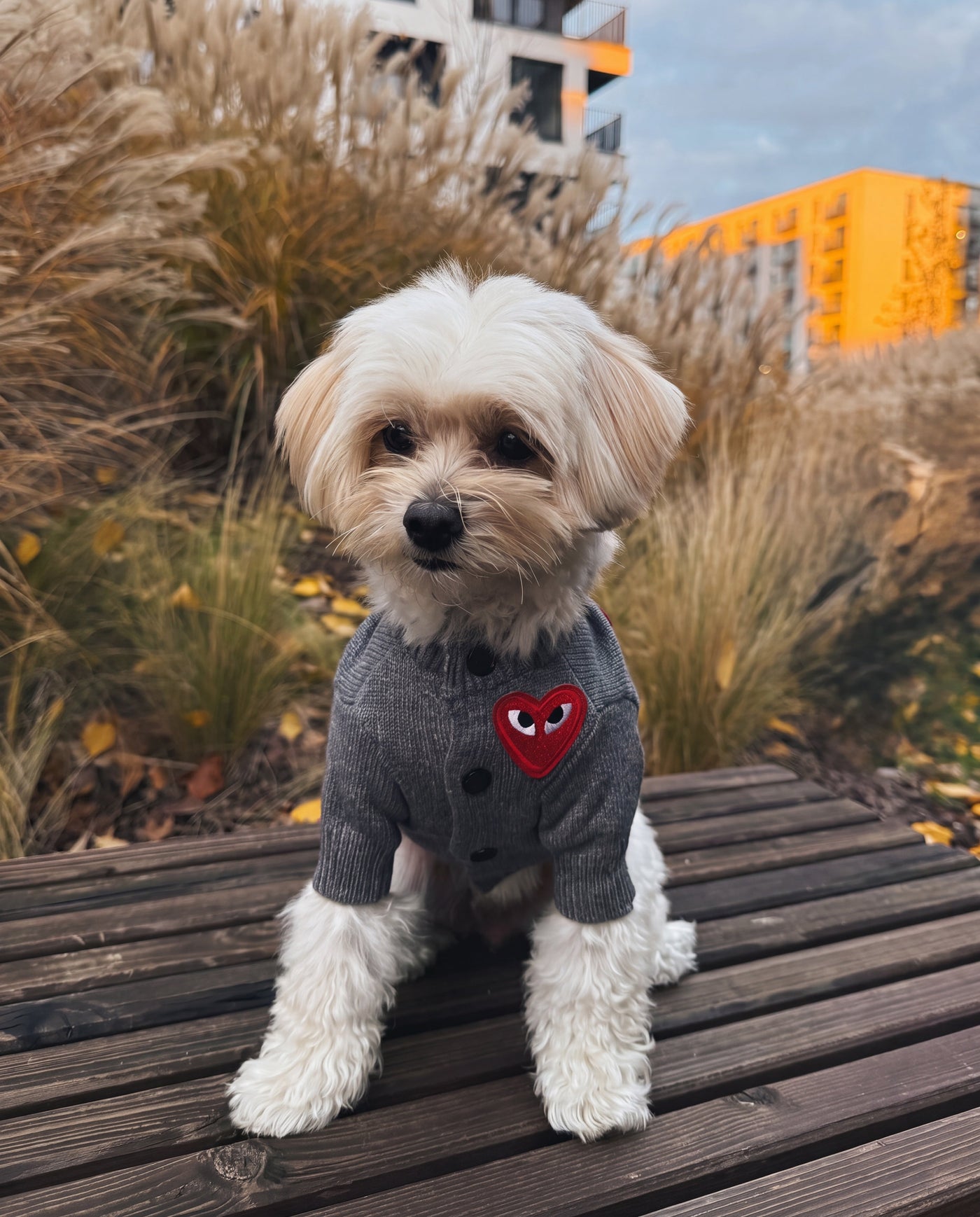 Maltese on wooden deck in heart button dog sweater grey with red heart – Malpetit