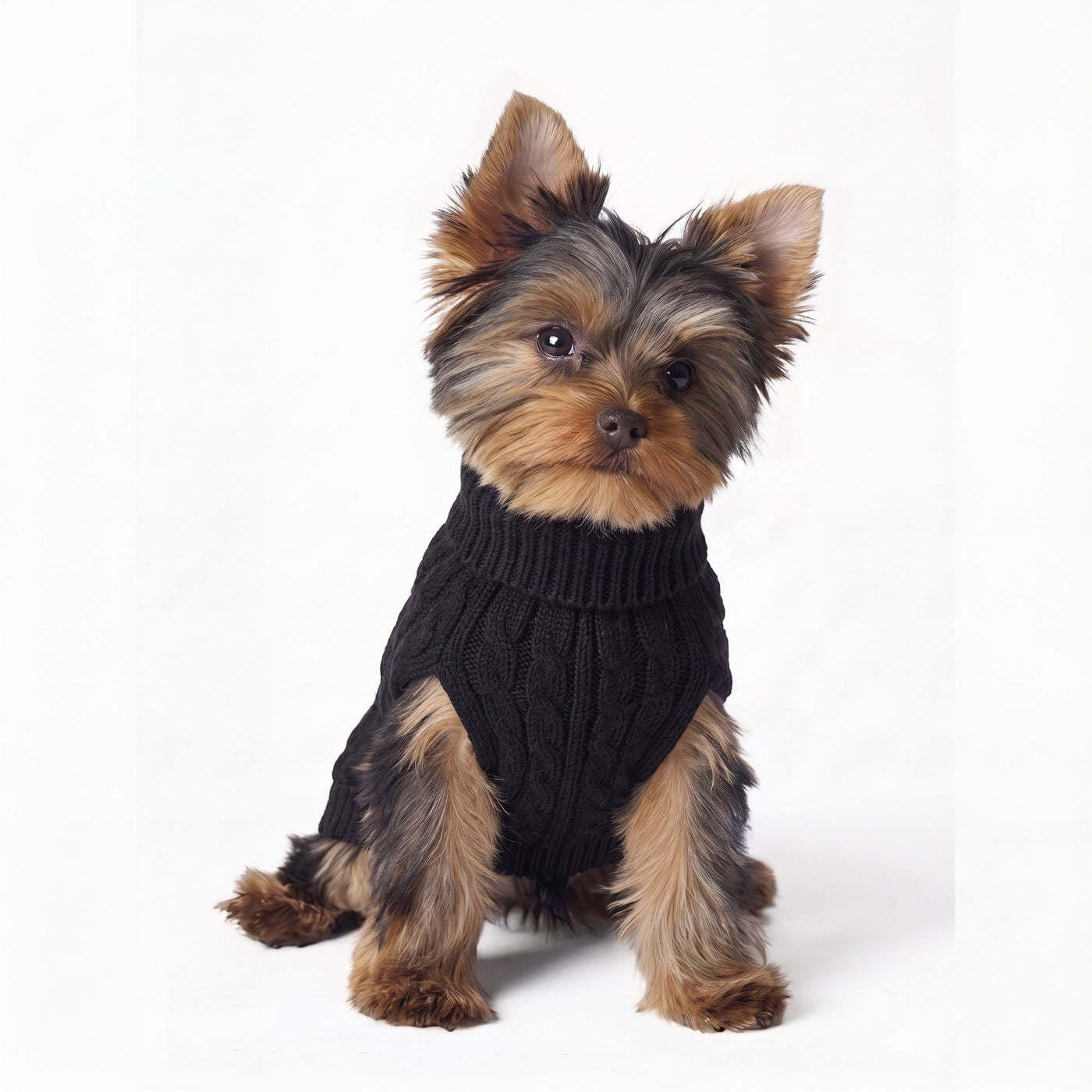 Small yorkie wearing Warm Knit dog turtleneck in black – Malpetit