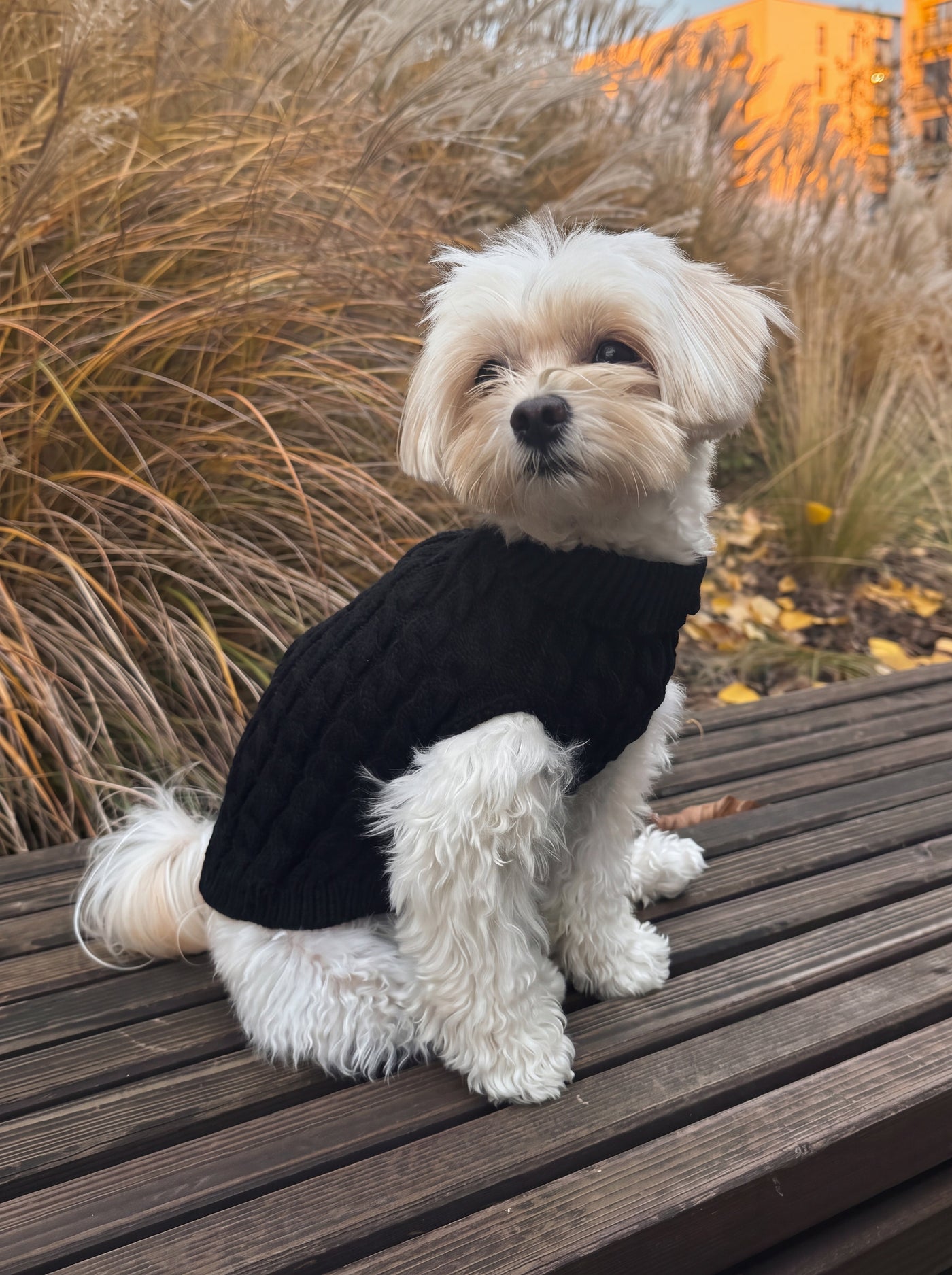 Small dog wearing Warm Knit turtleneck in black outdoors – Malpetit