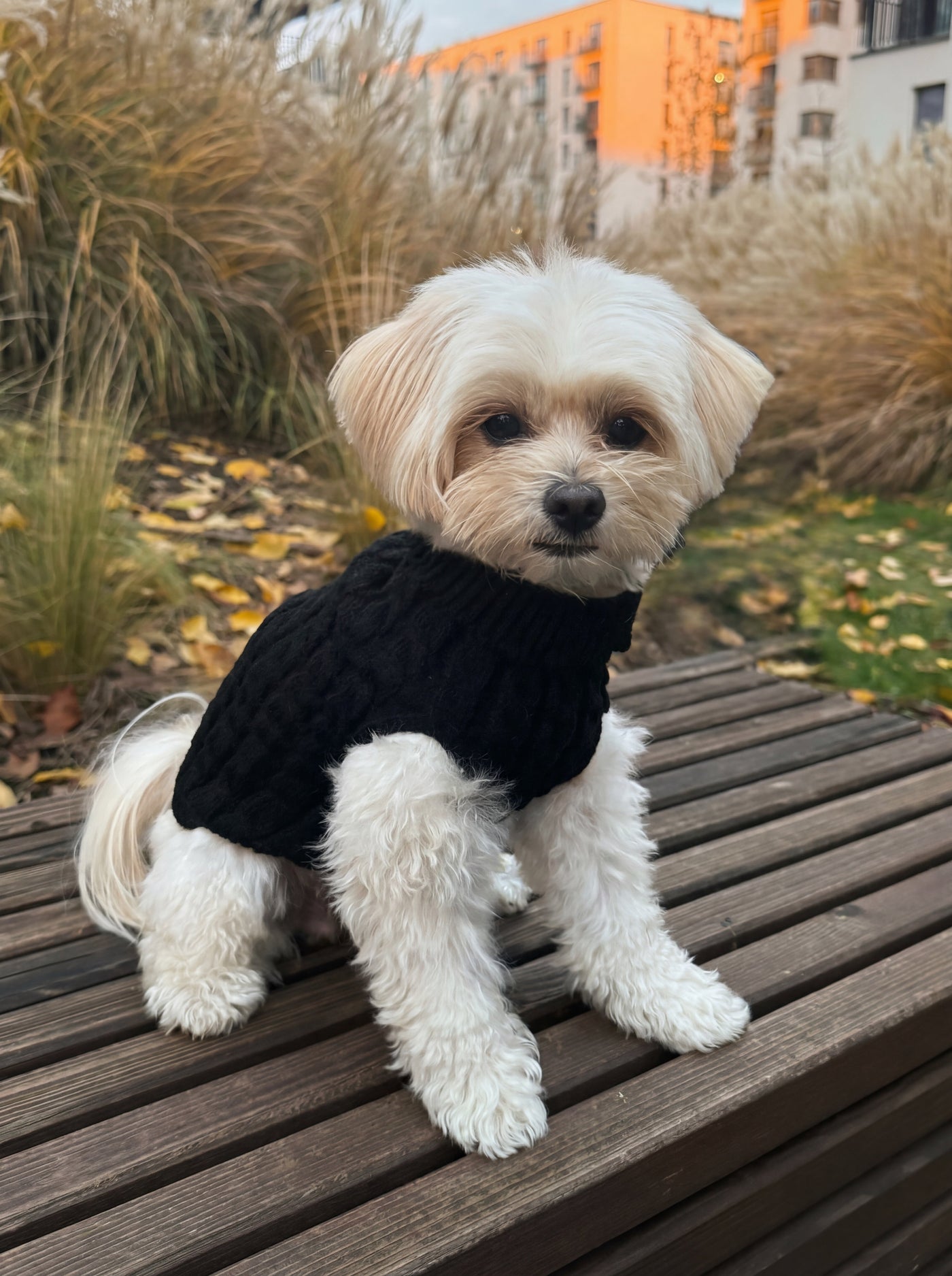 Maltese dog in Warm Knit turtleneck black on park bench – Malpetit