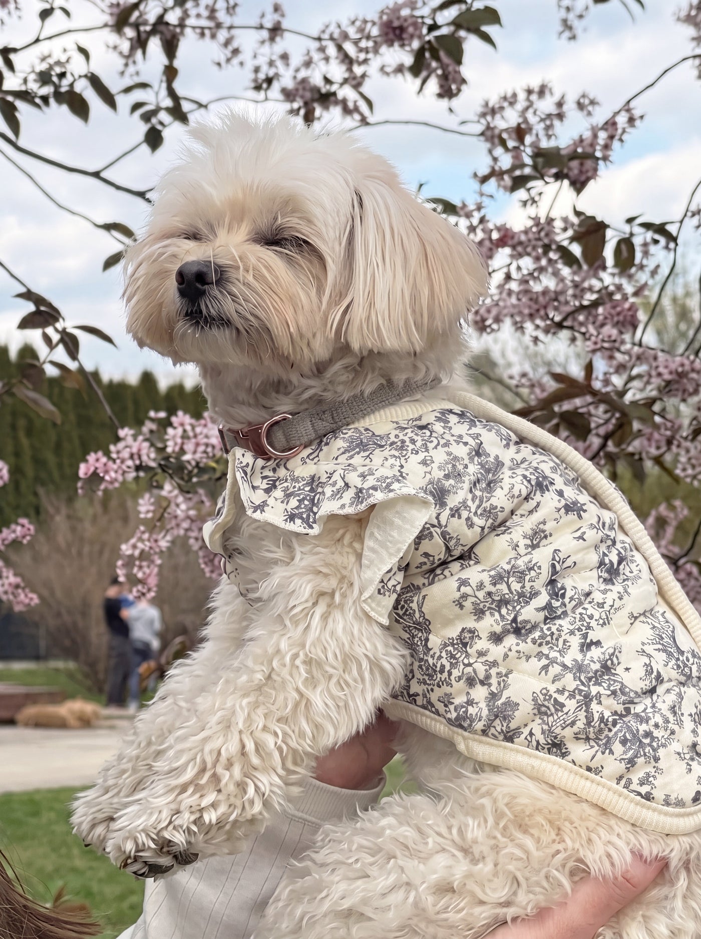 Lady Di dog vest in white on small dog – Malpetit