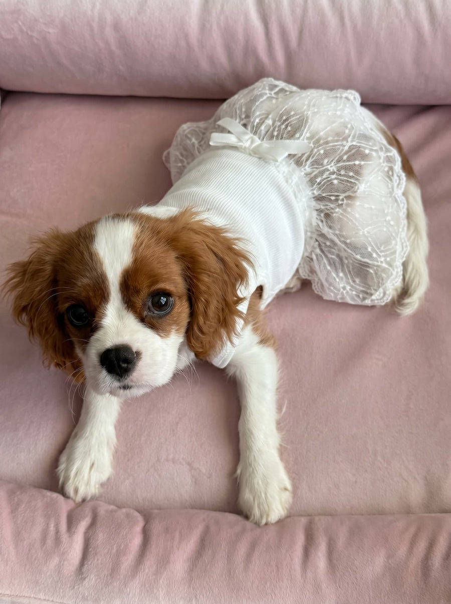 A Cavalier King Charles Spaniel wearing the Pearl white lace dog dress by Malpetit