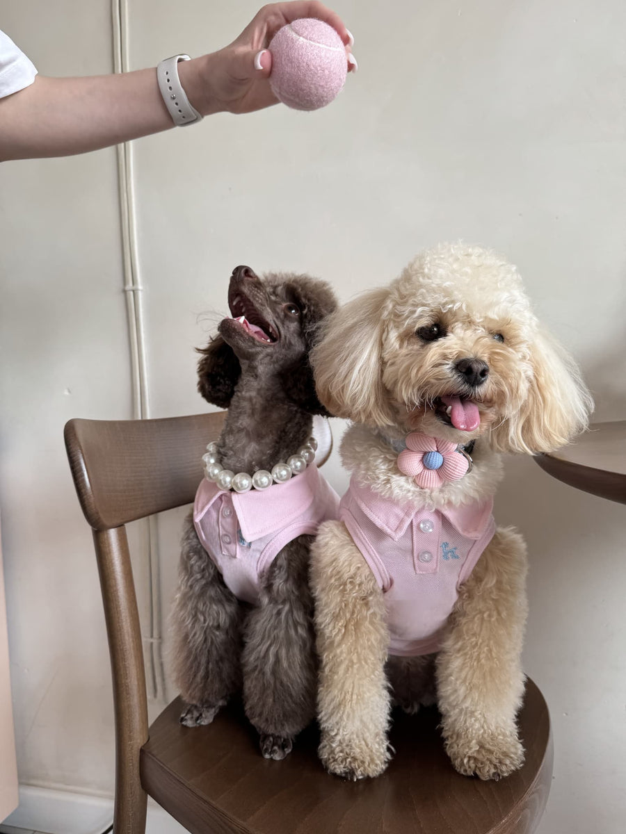 Two toy poodles in Malpetit's Pawlo Polo light pink dog polo shirts reaching for a ball