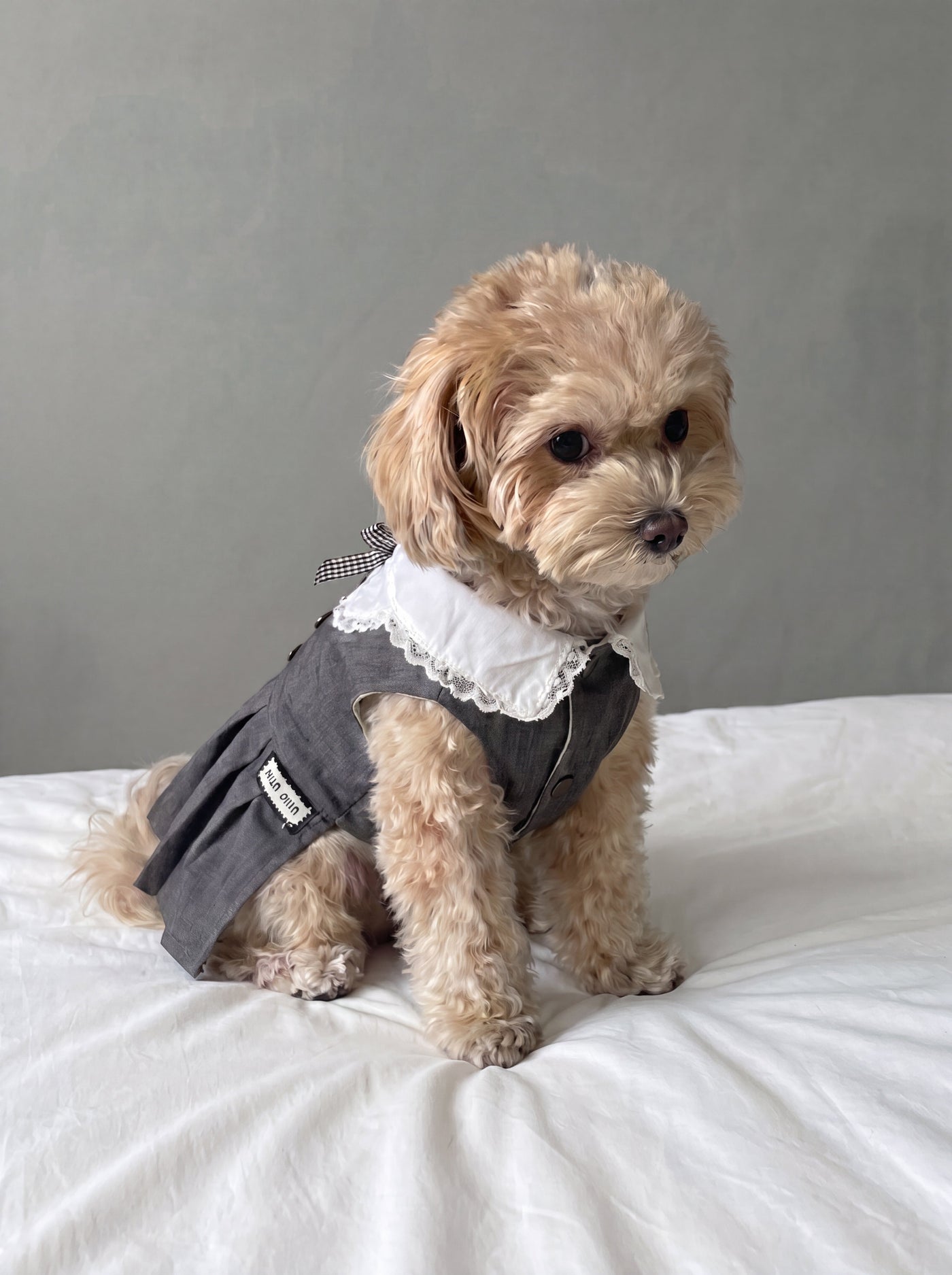 Miu Paw dog dress in grey on small dog – Malpetit