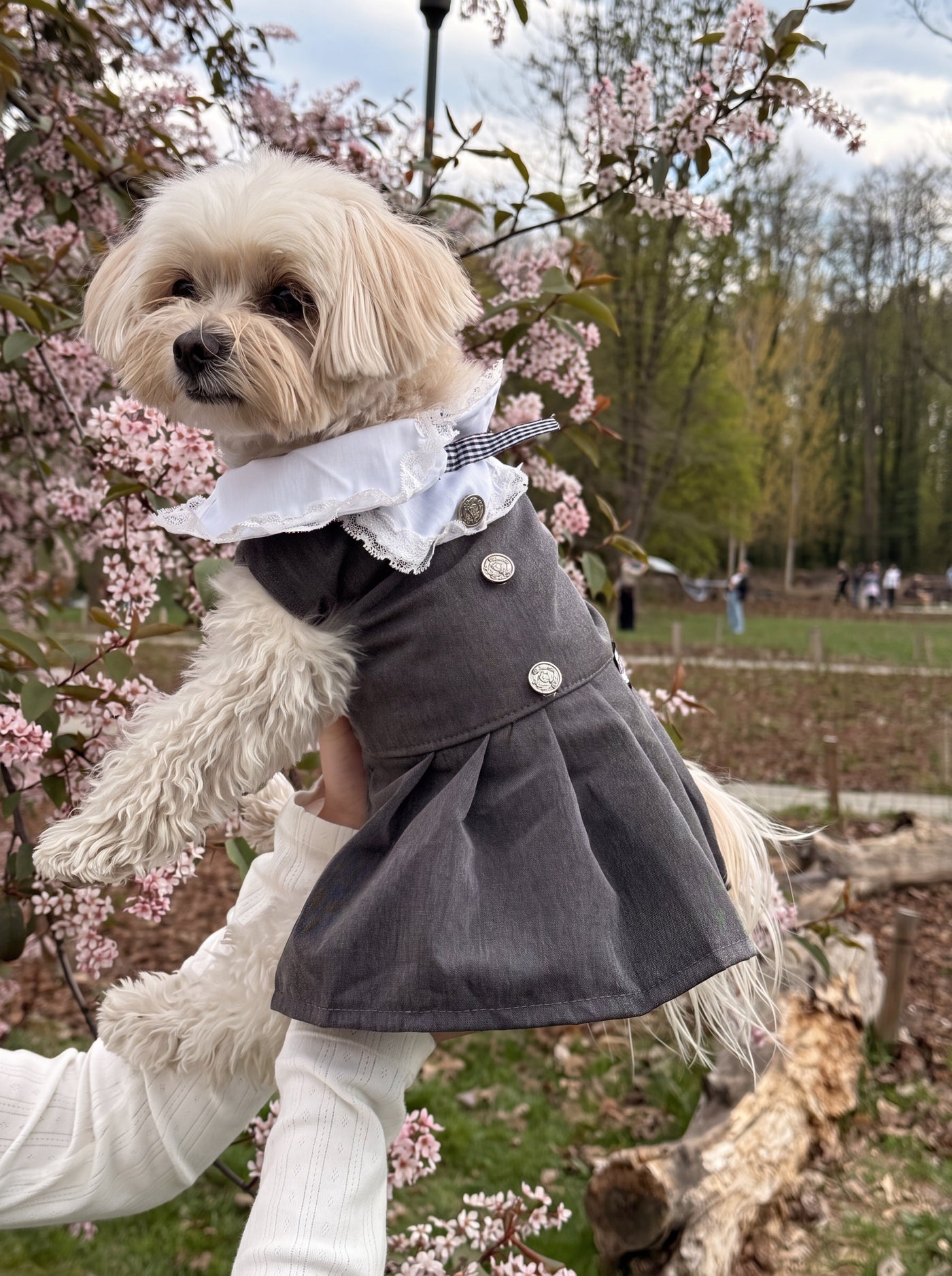 Small dog wearing Miu Paw dress in grey outdoors – Malpetit