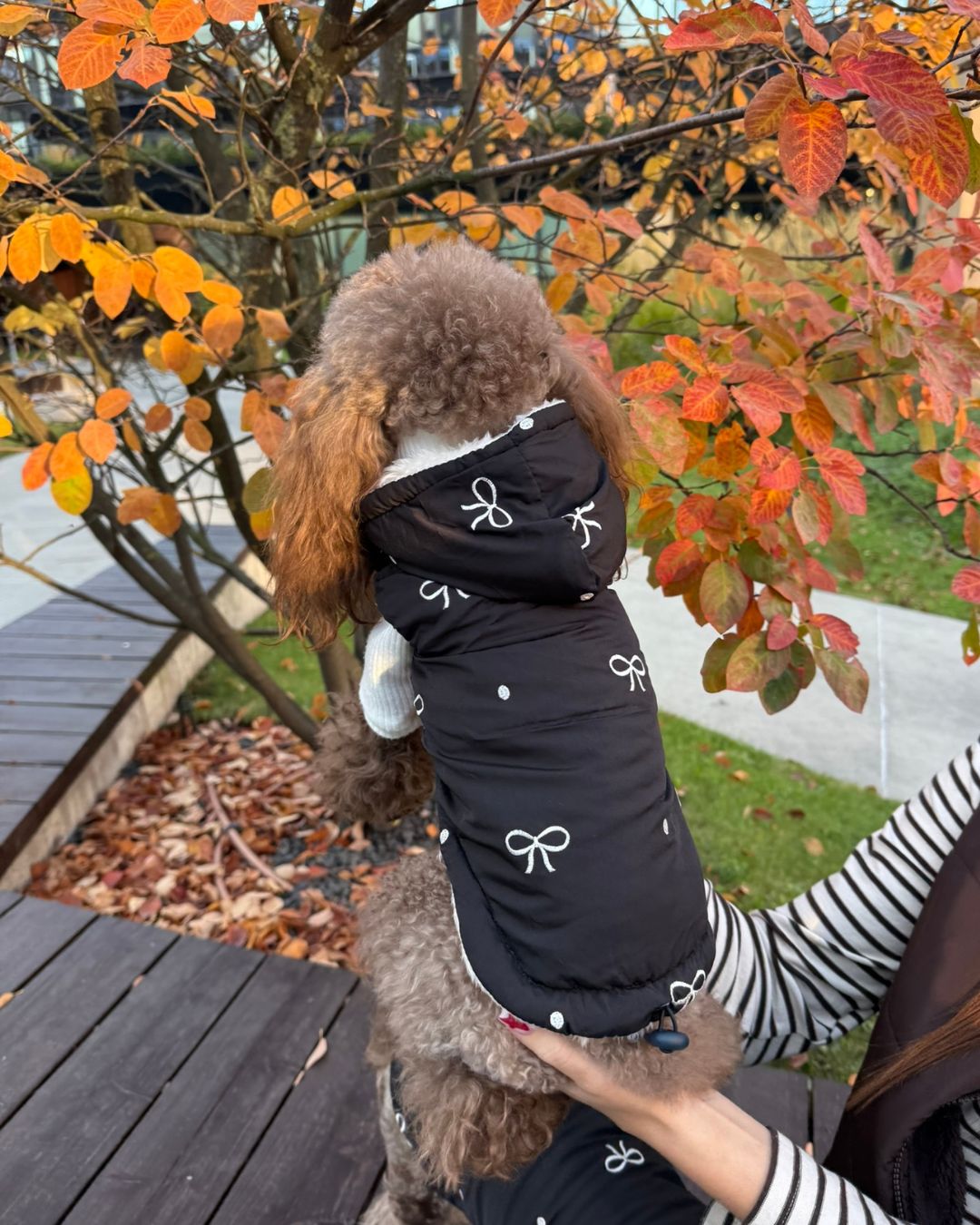 Black BowBow dog puffer gilet with white bows on a brown poodle, back view outdoors - Malpetit