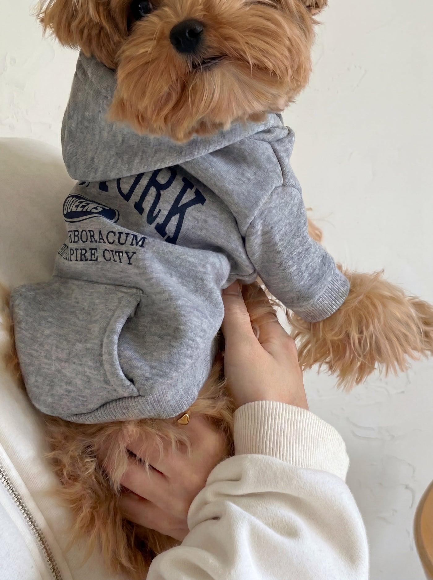 NY dog hoodie in grey on small dog – Malpetit