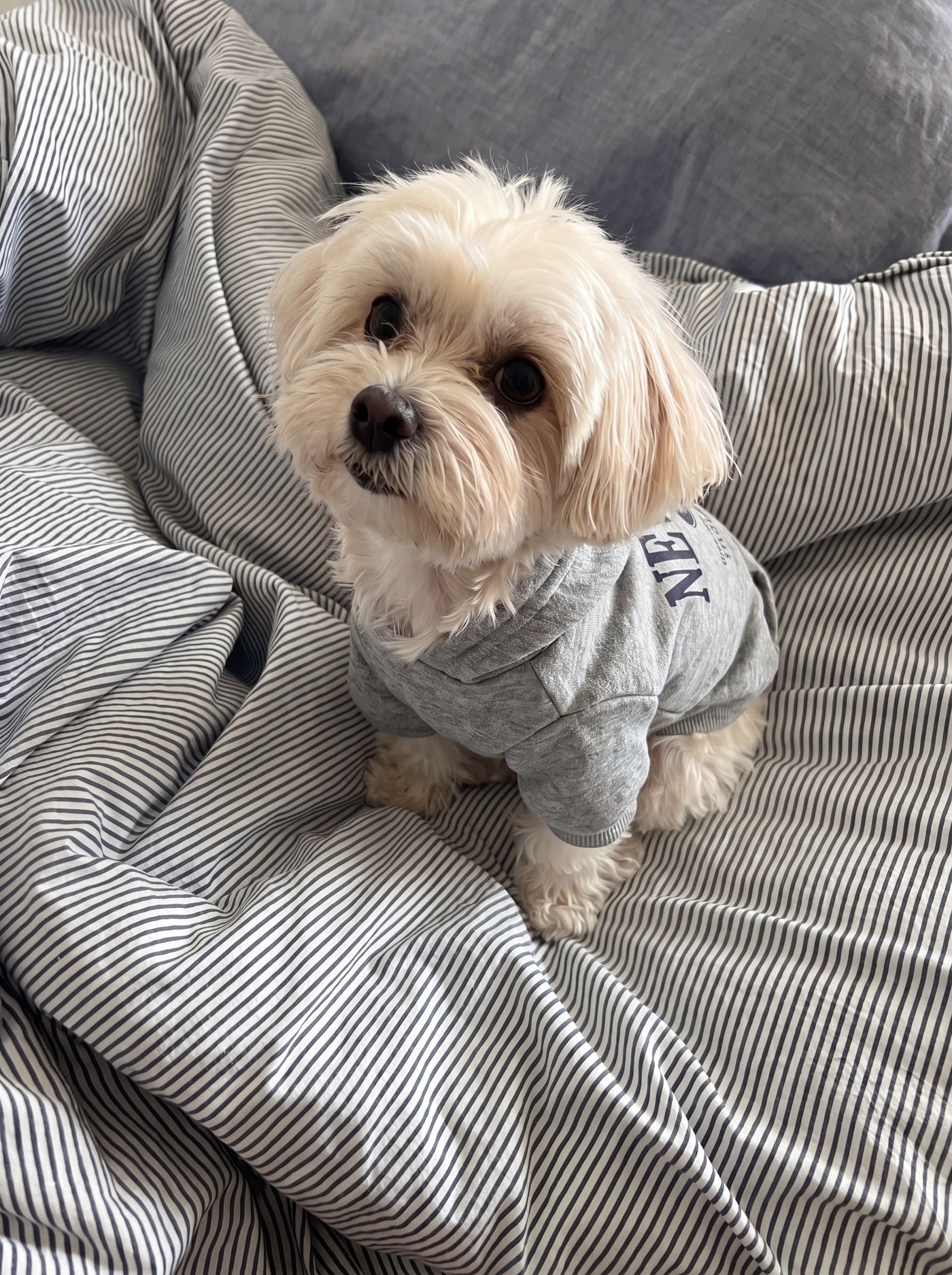 Small dog wearing NY hoodie in grey on bed – Malpetit