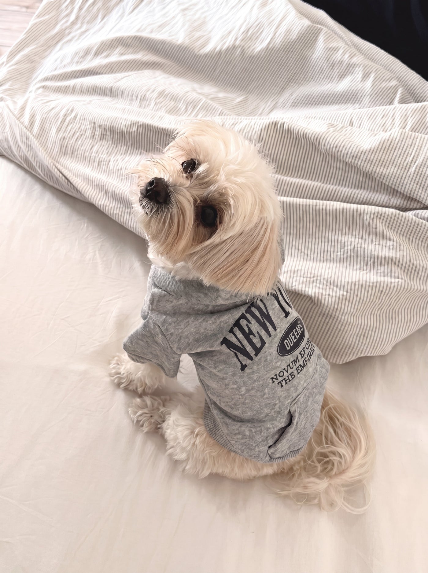 Small dog from behind in NY hoodie grey – Malpetit