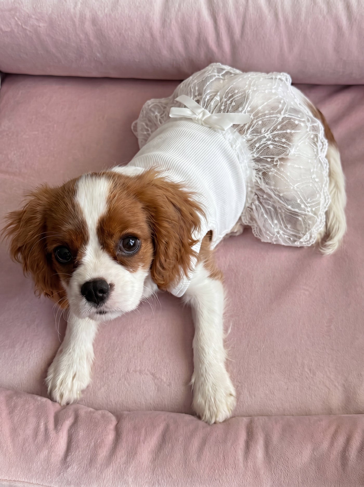 Small dog from behind in Pearl dress white – Malpetit