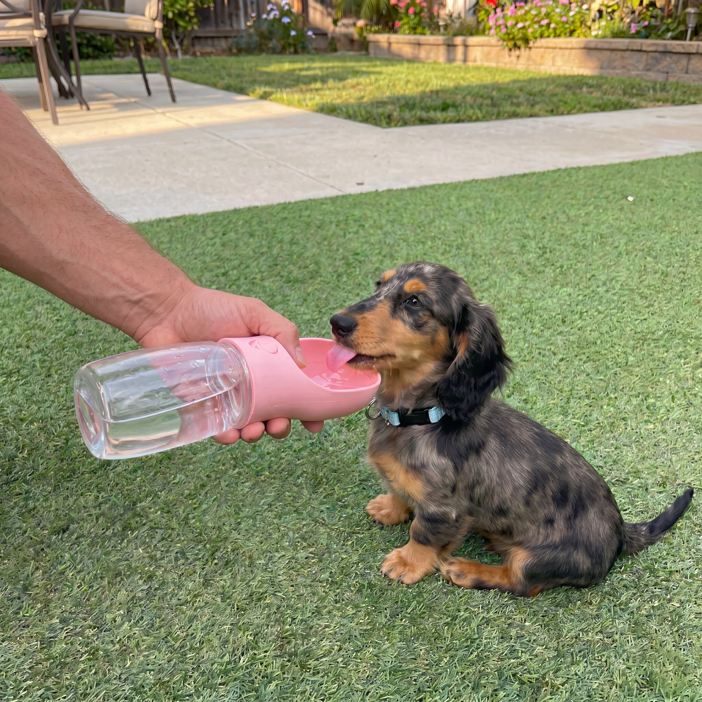 Dachshund puppy drinking from portable dog water bottle outdoors – Malpetit