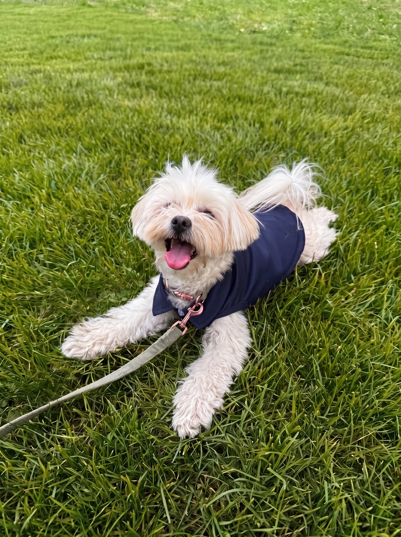 Small dog wearing Preppy Polo navy blue polo on grass – Malpetit