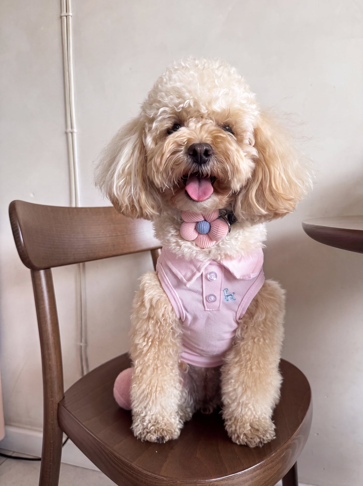 Preppy Polo dog polo shirt in baby pink on small dog – Malpetit