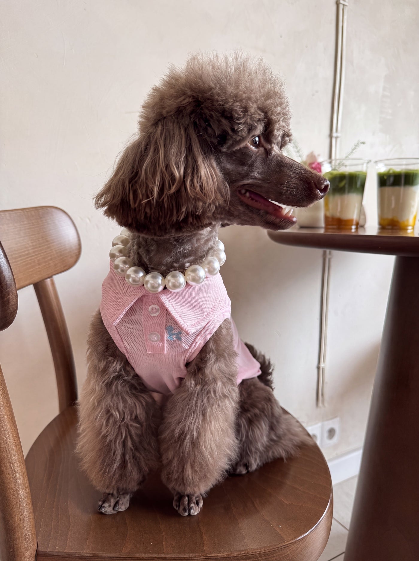Brown poodle wearing Preppy Polo baby pink polo shirt – Malpetit