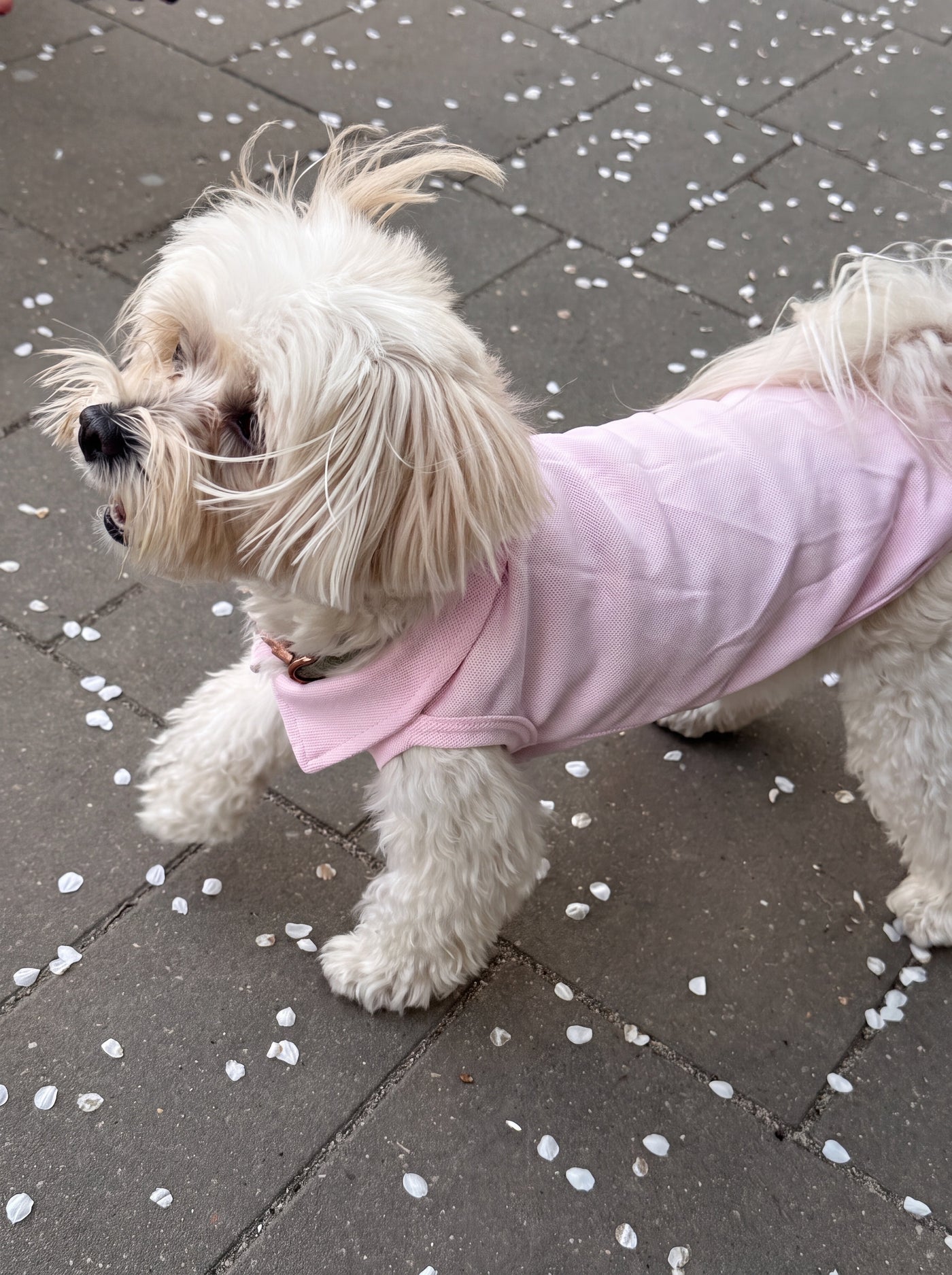 Small dog walking in Preppy Polo baby pink polo shirt outdoors – Malpetit