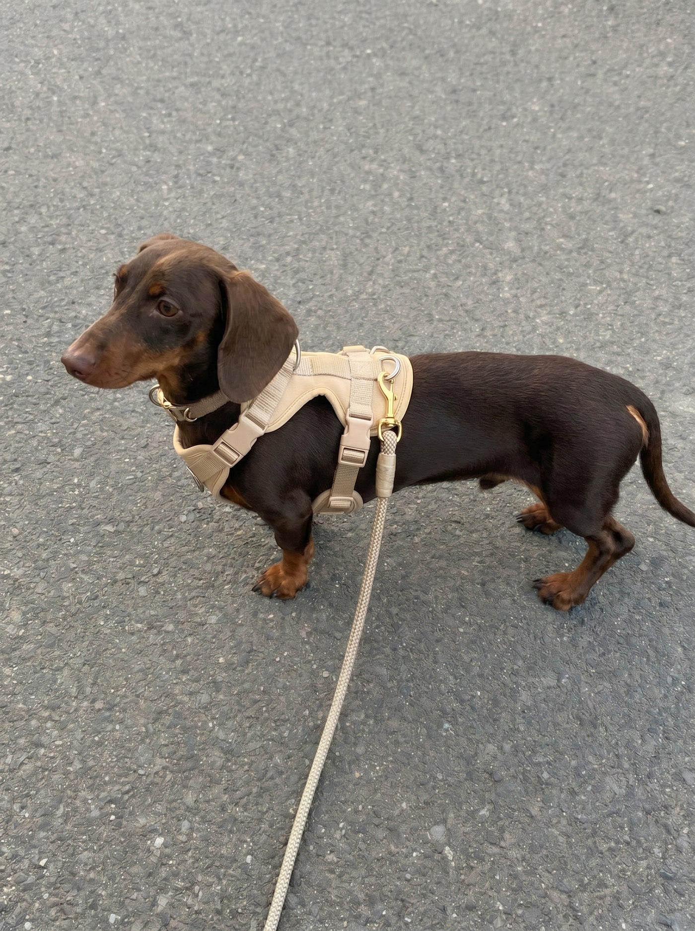 Dachshund wearing beige padded harness outdoors – Malpetit