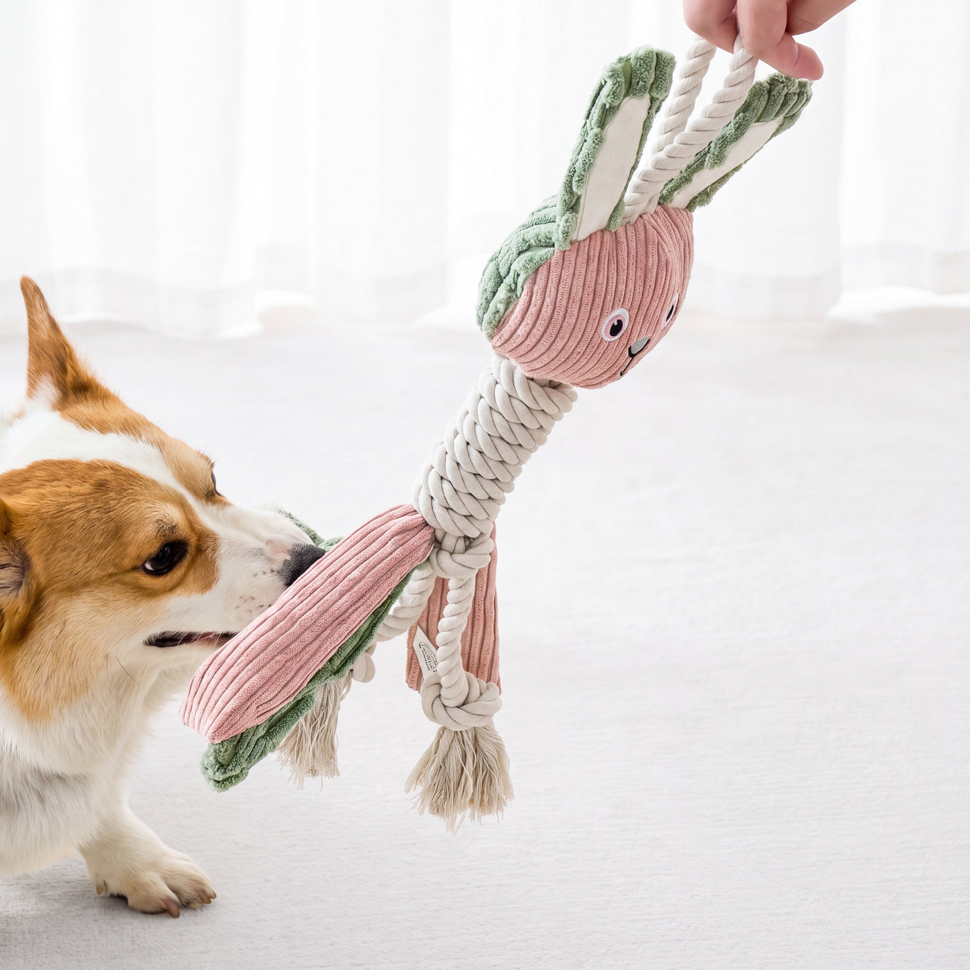 Corgi tugging large squeaky rope toy with owner – Malpetit