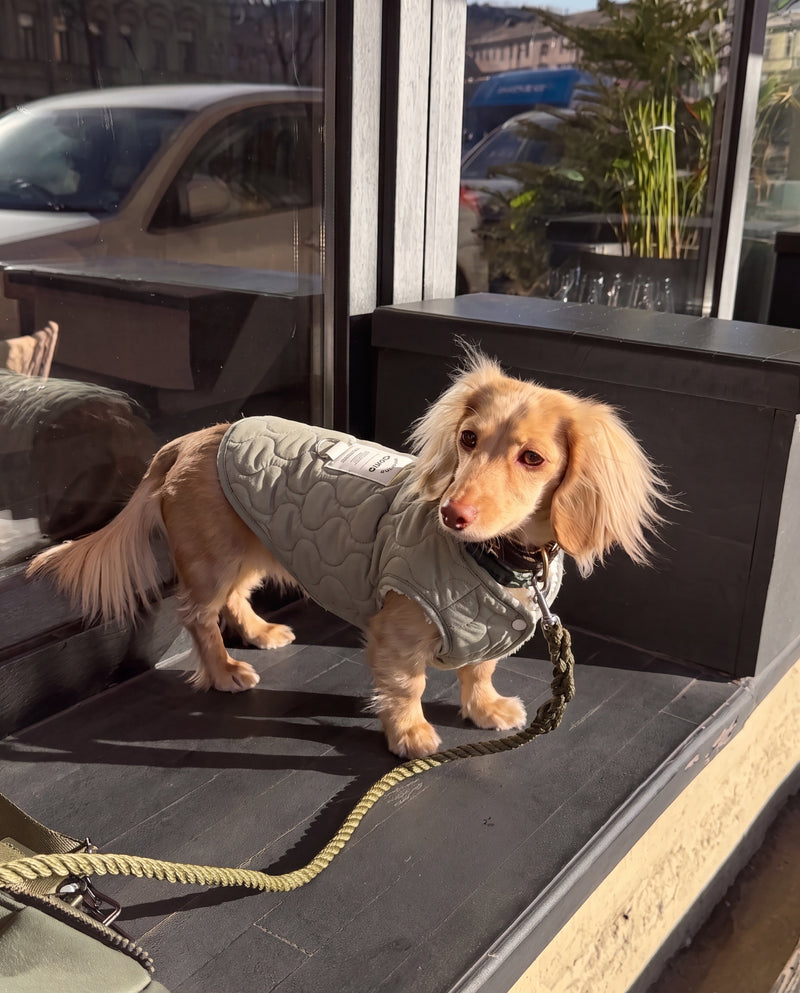 Sage dog vest in khaki on small dog at shop entrance – Malpetit