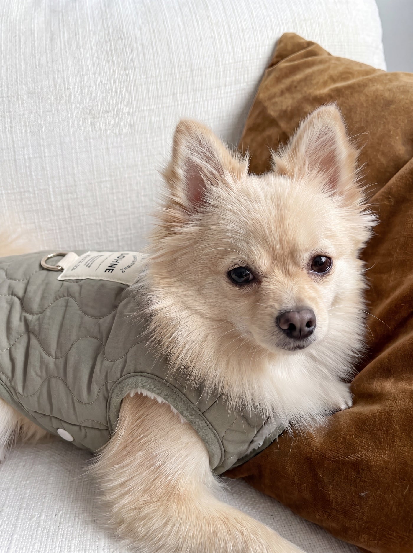 Pomeranian dog wearing Sage vest in khaki on couch – Malpetit