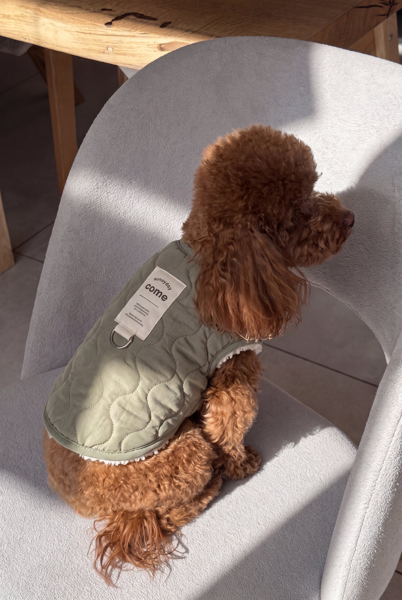 Side view of brown poodle in Sage vest khaki on chair – Malpetit