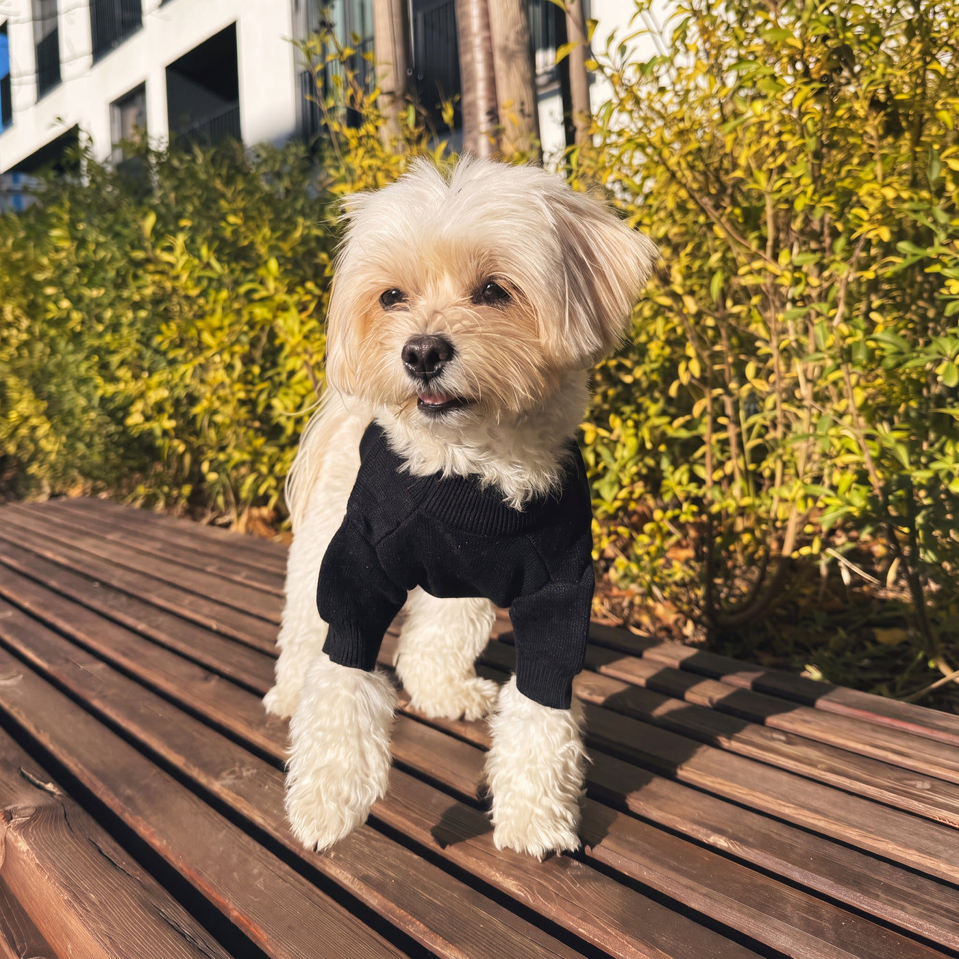 Maltese in slogan print knit sweater black on wooden deck outdoors – Malpetit