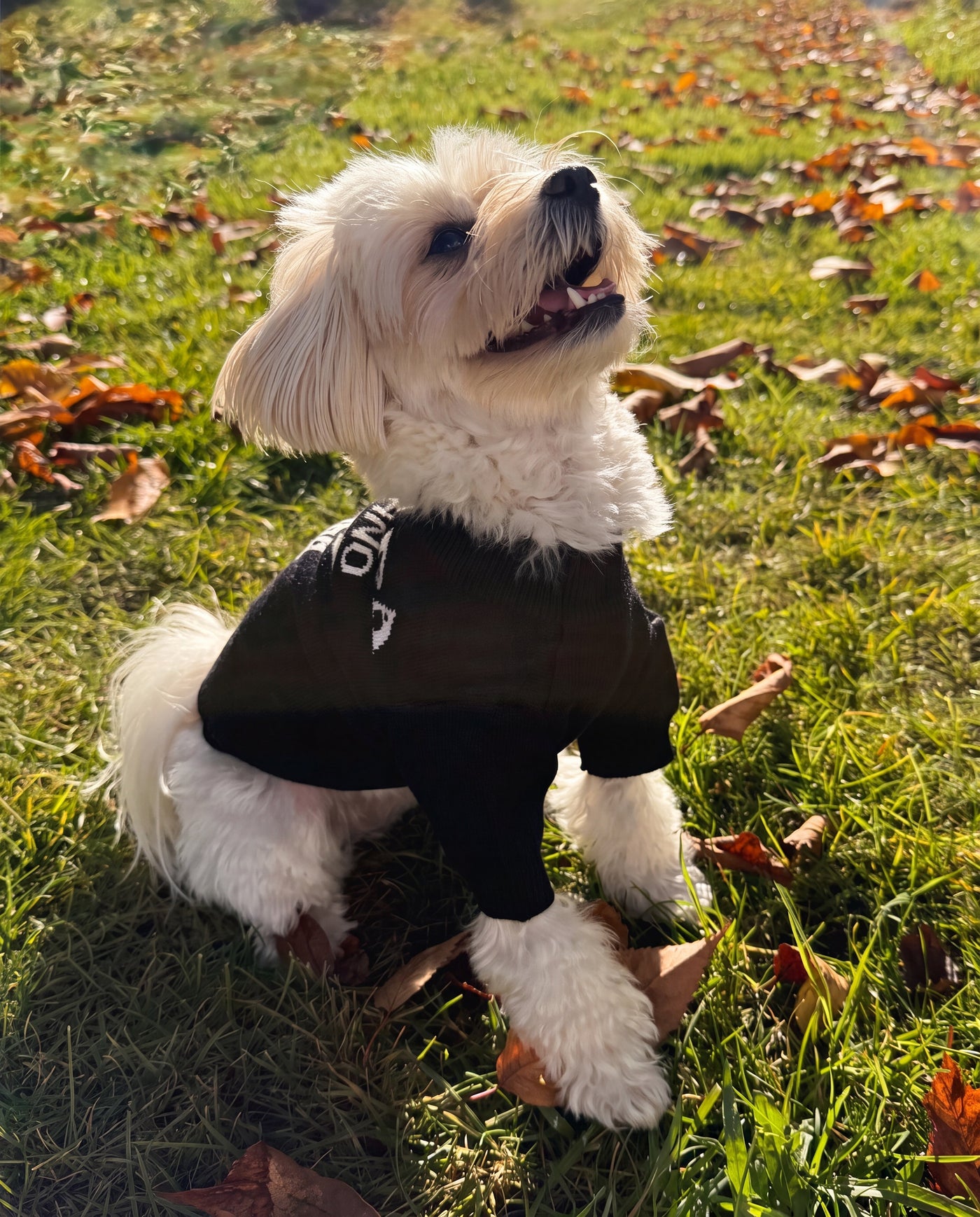 Small white dog in slogan print knit sweater black outdoors on grass – Malpetit