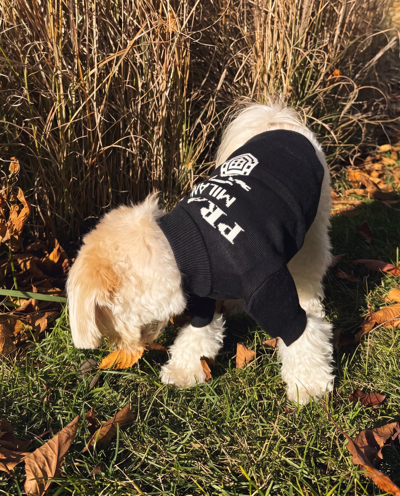Small dog from behind in slogan print knit sweater black on autumn grass – Malpetit