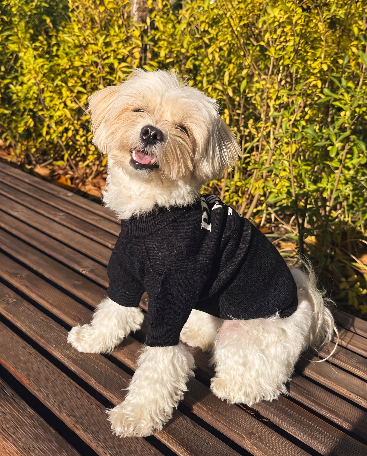 Smiling small dog in slogan print knit sweater black sitting on deck – Malpetit