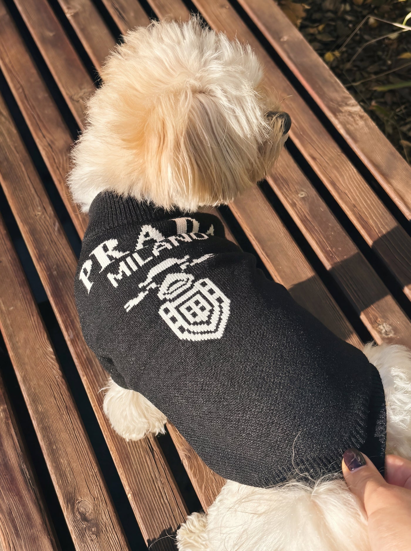 Back view of small dog showing slogan print on black knit sweater on deck – Malpetit