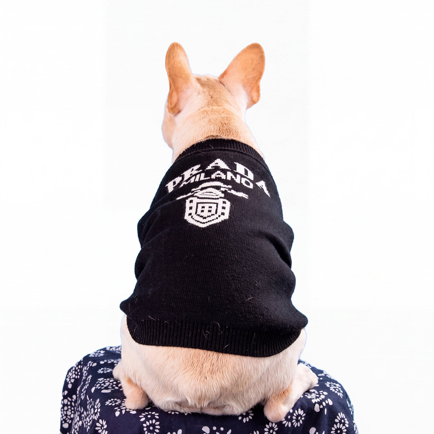 French bulldog from behind in slogan print knit sweater black detail – Malpetit