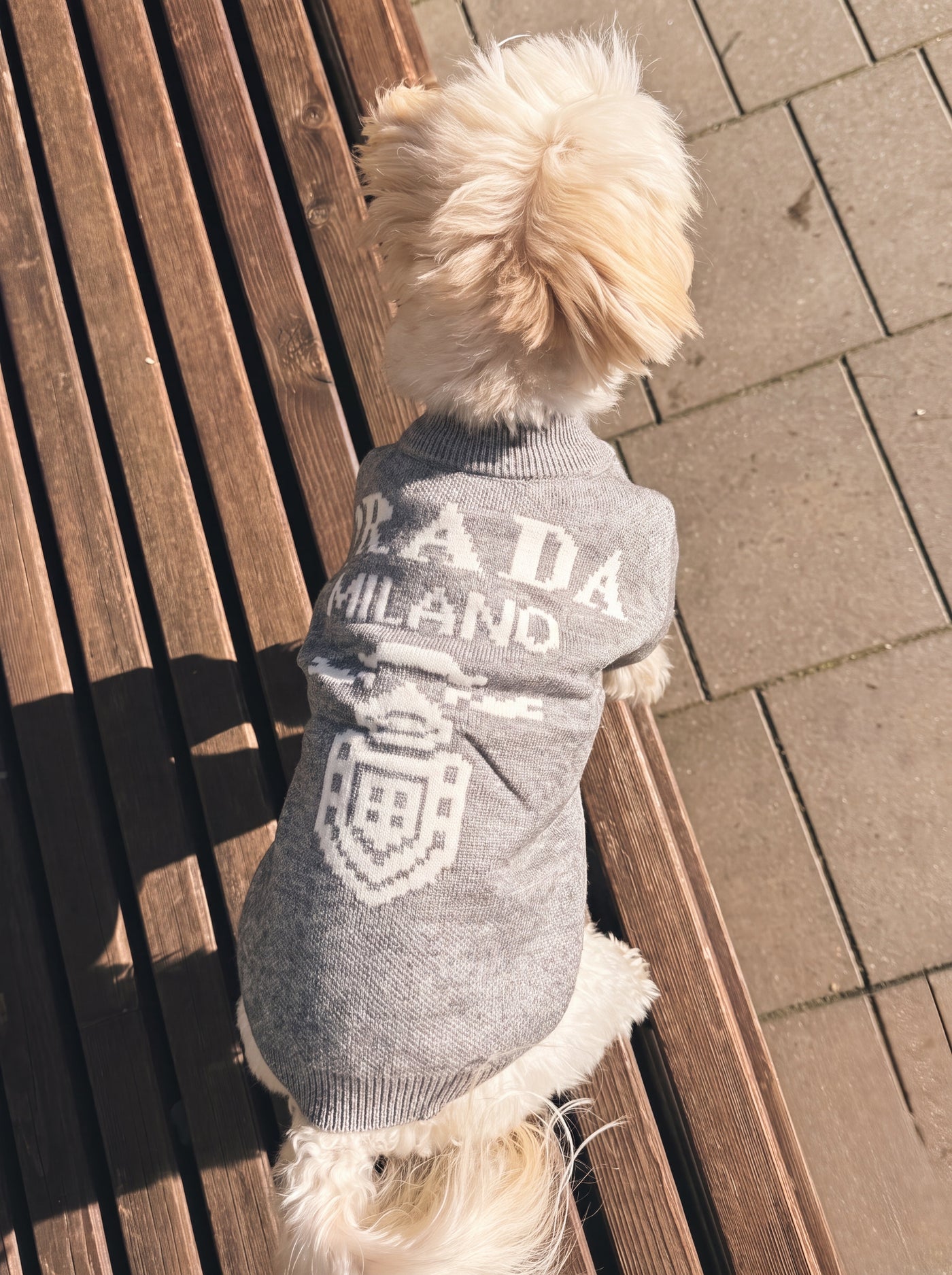 Small dog sitting outdoors in slogan print knit sweater grey – Malpetit