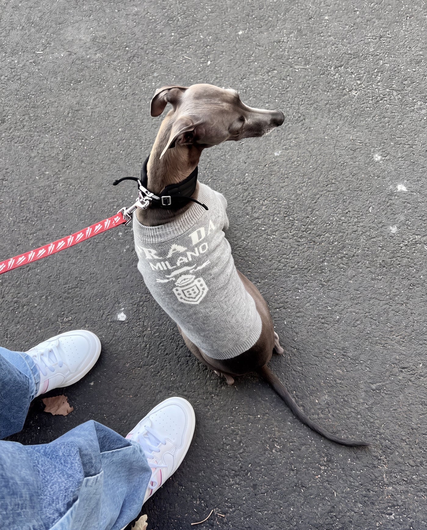 Italian greyhound wearing slogan print knit sweater in grey outdoors – Malpetit