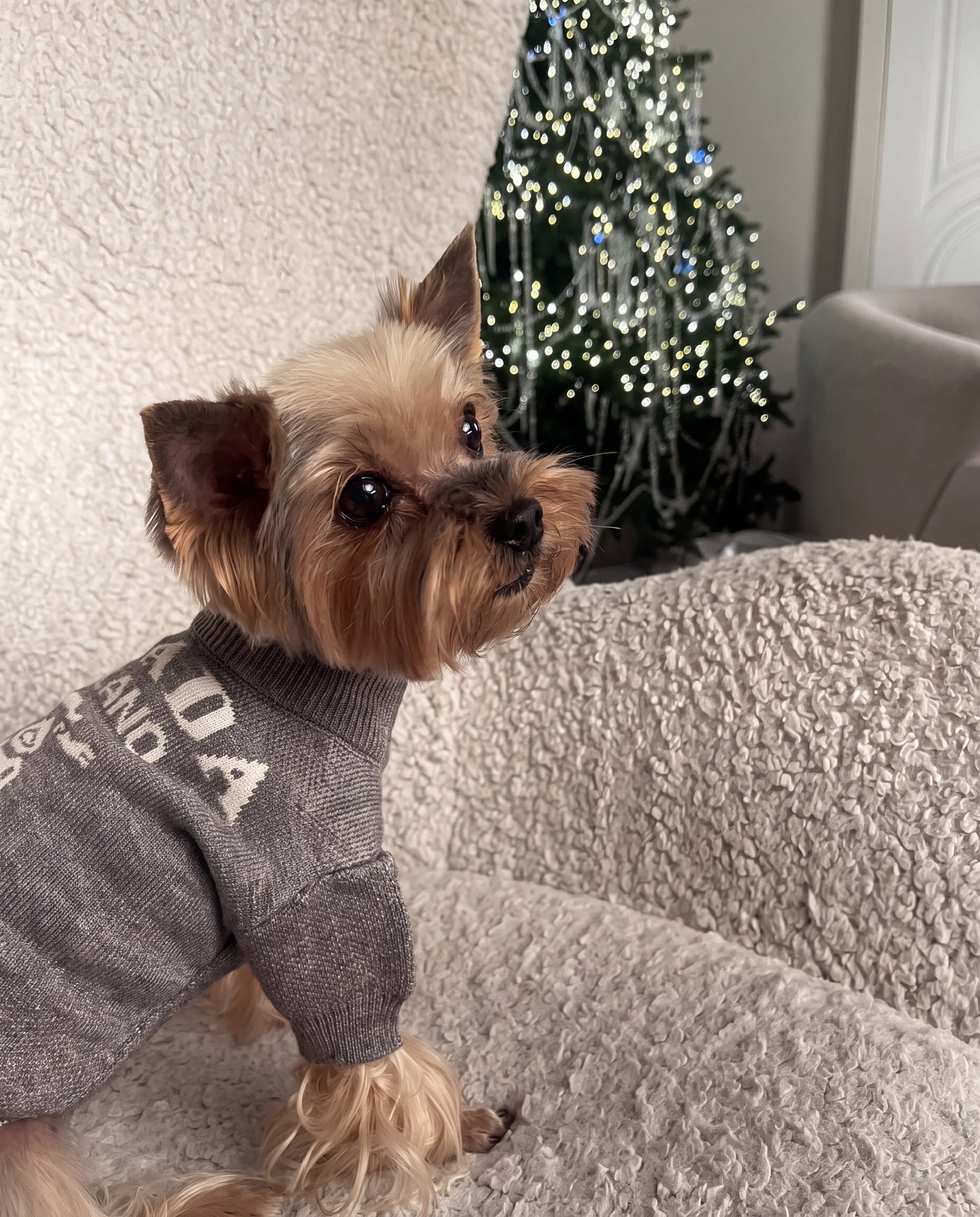 Yorkshire terrier in slogan print knit dog sweater grey indoors – Malpetit