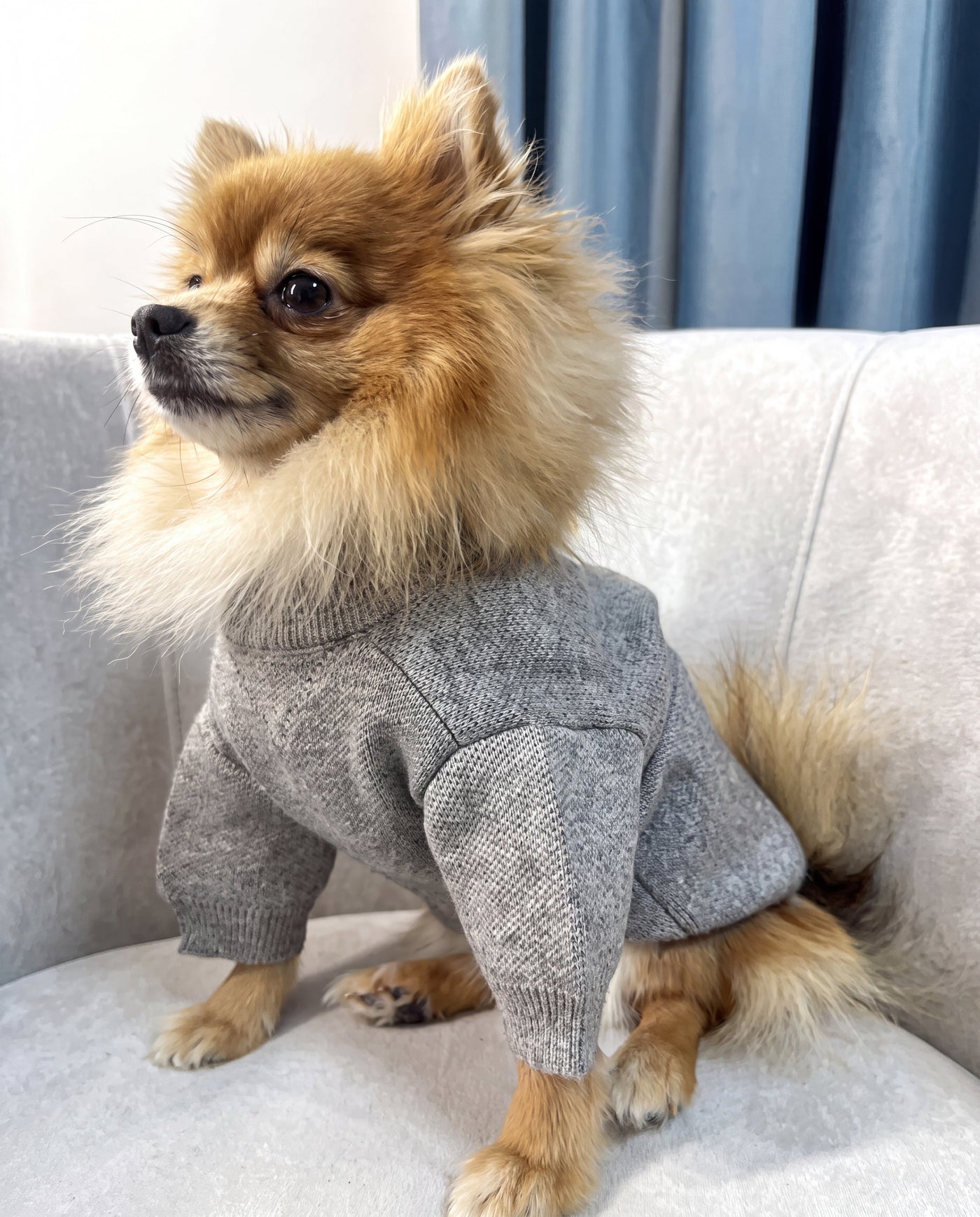 Pomeranian wearing slogan print knit dog sweater grey indoors – Malpetit