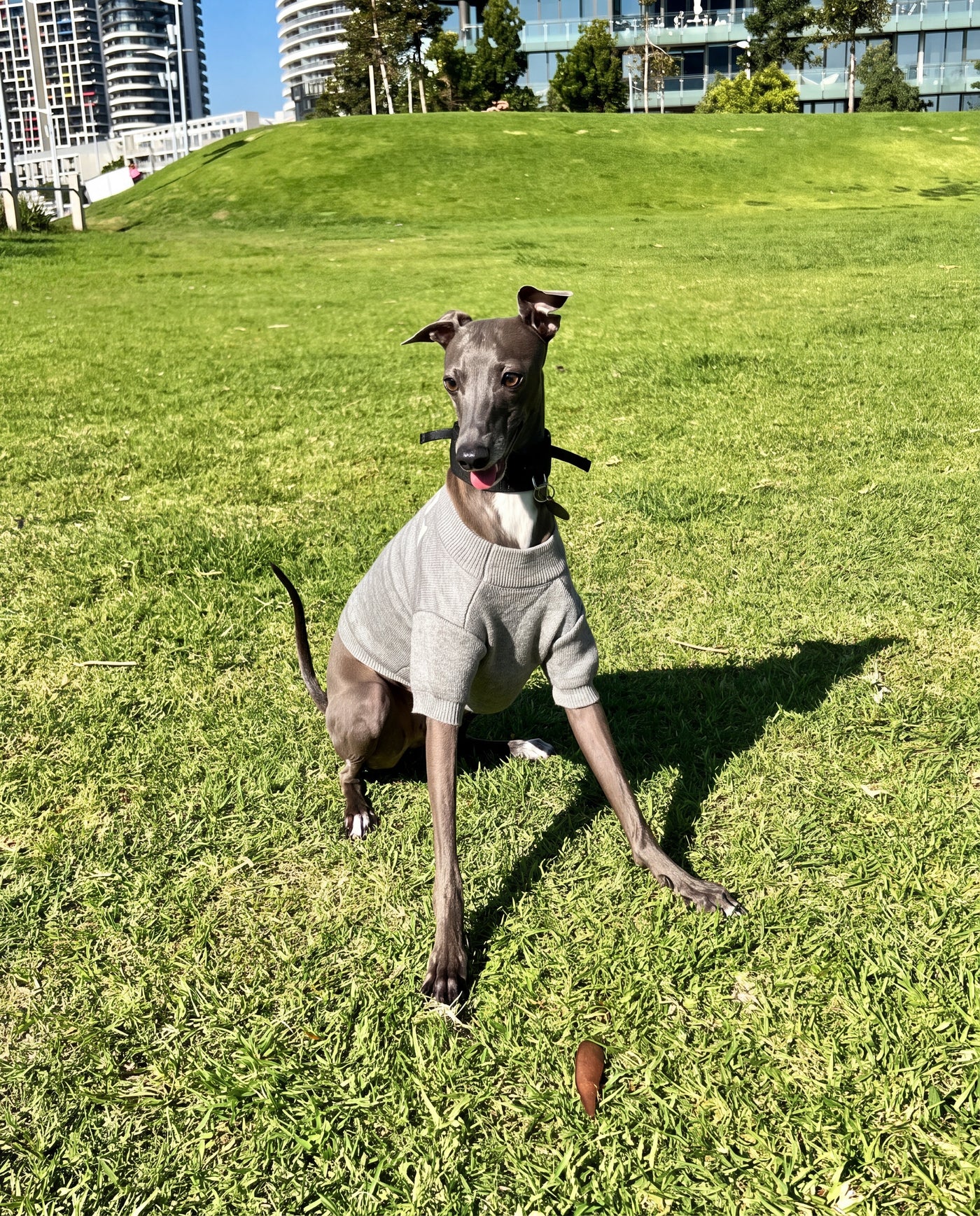 Italian greyhound running outdoors in slogan print knit sweater grey – Malpetit