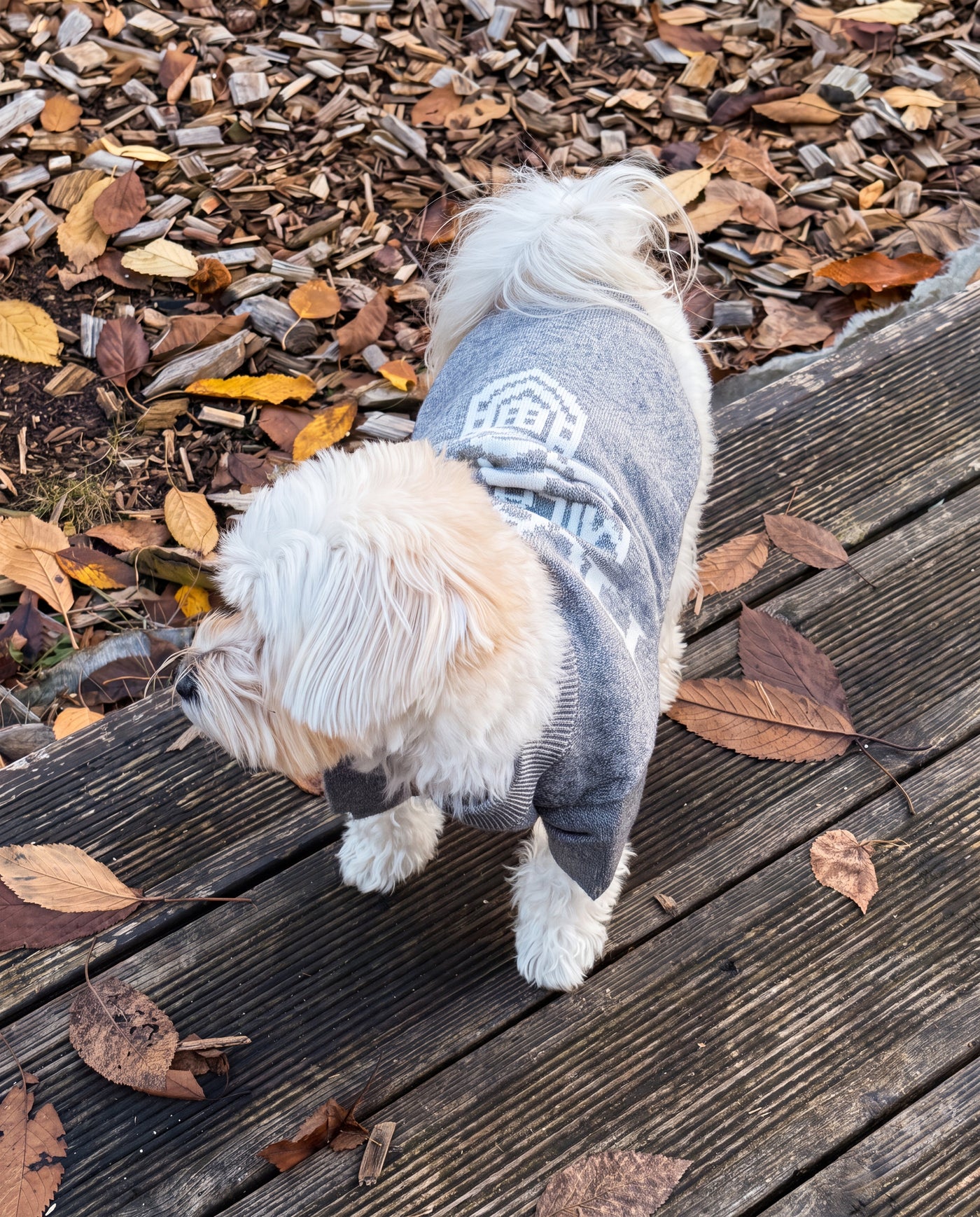 Small dog from behind wearing slogan print knit sweater in grey outdoors – Malpetit