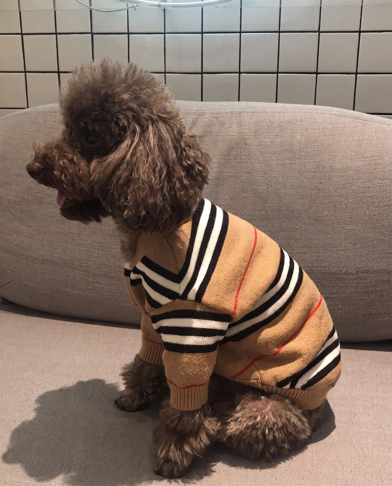 Brown poodle in striped button dog sweater beige on couch – Malpetit