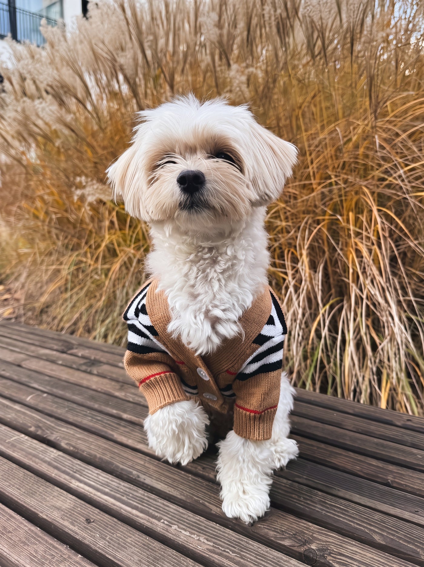 Maltese sitting on wooden deck in striped button dog sweater beige – Malpetit