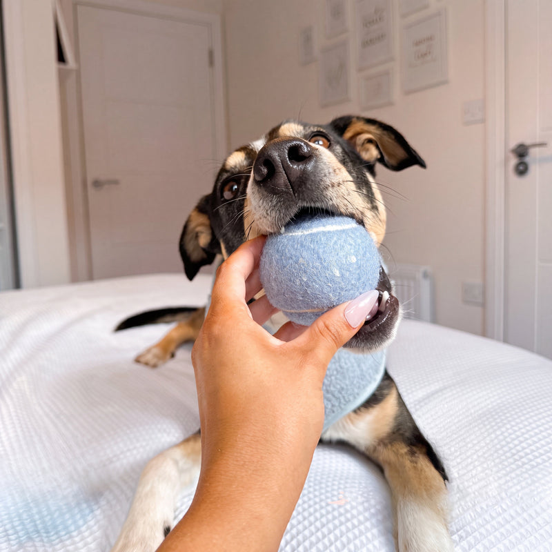 Tennis ball dog toy held by dog – Malpetit